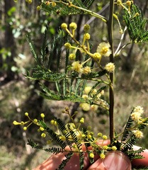 Acacia deanei