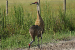 Grus canadensis image