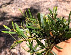 Acacia ixiophylla
