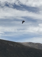 Himantopus novaezelandiae