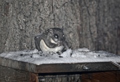 Glaucomys volans