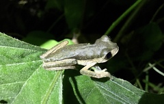 Pithecopus palliatus