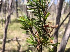 Acacia montana