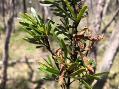 Acacia montana