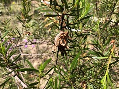 Acacia montana