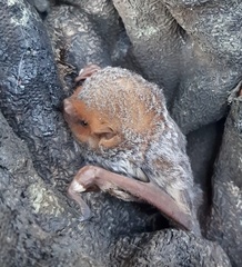Lasiurus blossevillii