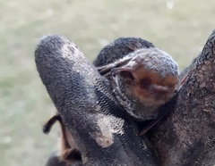 Lasiurus blossevillii