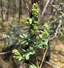 Acacia polybotrya