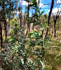 Acacia polybotrya