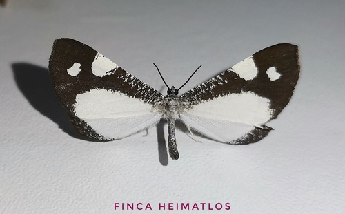 Macrosoma leucoplethes