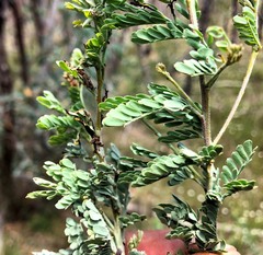 Acacia polybotrya