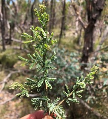 Acacia polybotrya