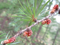 Larix kaempferi