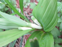Polygonatum odoratum pluriflorum