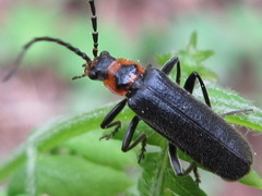 Lycocerus