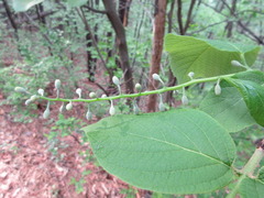 Styrax obassia