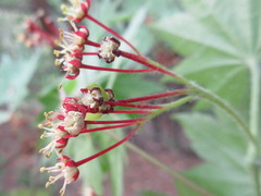Acer pseudosieboldianum