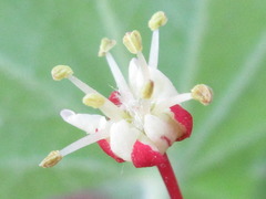 Acer pseudosieboldianum