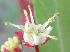 Acer pseudosieboldianum