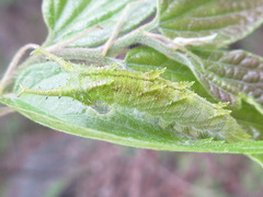 Apaturinae