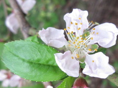 Prunus davidiana