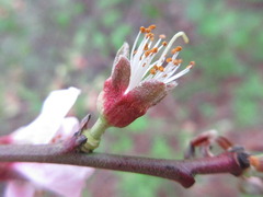 Prunus davidiana