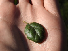 Tetraleurodes perileuca