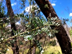 Acacia polybotrya