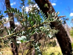 Acacia polybotrya