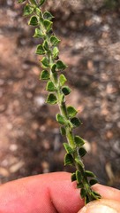 Acacia pravifolia