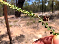 Acacia pravifolia