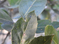 Tetraleurodes perileuca