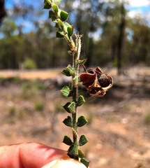 Acacia pravifolia