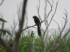 Crotophaga sulcirostris