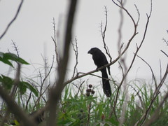 Crotophaga sulcirostris