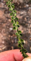 Acacia pravifolia
