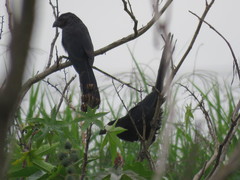 Crotophaga sulcirostris