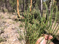 Allocasuarina inophloia