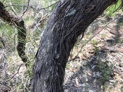 Allocasuarina inophloia