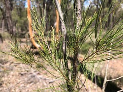 Allocasuarina inophloia