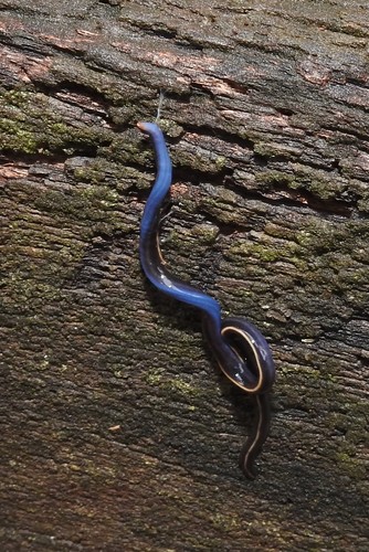 Blue Garden Flatworm, Urliup NSW 2484, Australia, photo 10 of 10