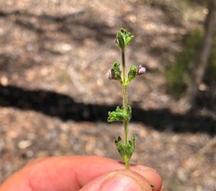 Prostanthera cryptandroides euphrasioides