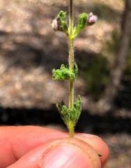 Prostanthera cryptandroides euphrasioides