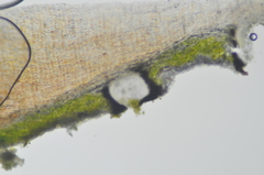Alyxoria varia