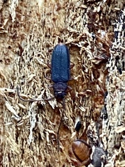 Uleiota dubia