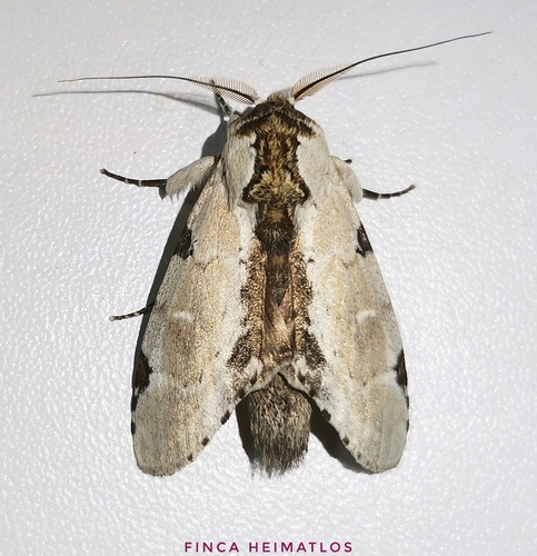 Malocampa bolivari