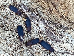 Uleiota dubia