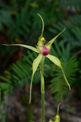 Caladenia flavovirens