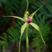 Mountain Summer Spider Orchid - Photo (c) Michael Keogh, some rights reserved (CC BY-NC-SA), uploaded by Michael Keogh