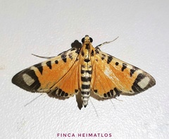 Phostria